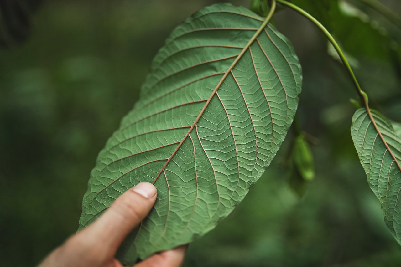 Pflanzen eines Kratombaums in Deutschland // Anleitung