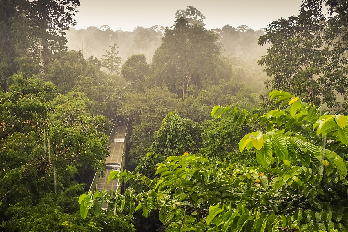Entdecke die geheimnisvolle Welt von Kratom: Vieles, was du wissen solltest!