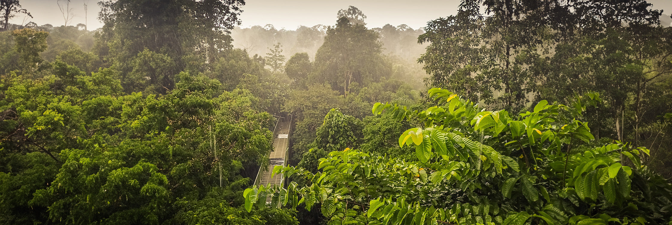 Kratomliebe: Ein Erlebnis voller Farben, Kraft & Leidenschaft Banner