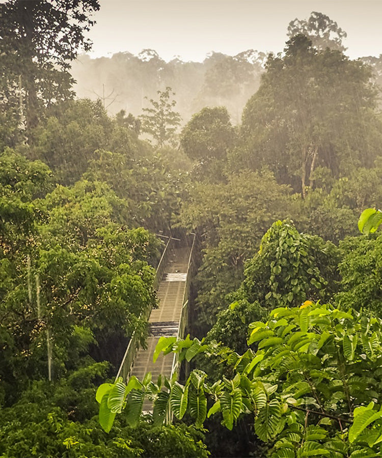 Kratomliebe: Ein Erlebnis voller Farben, Kraft & Leidenschaft Mobile-Banner