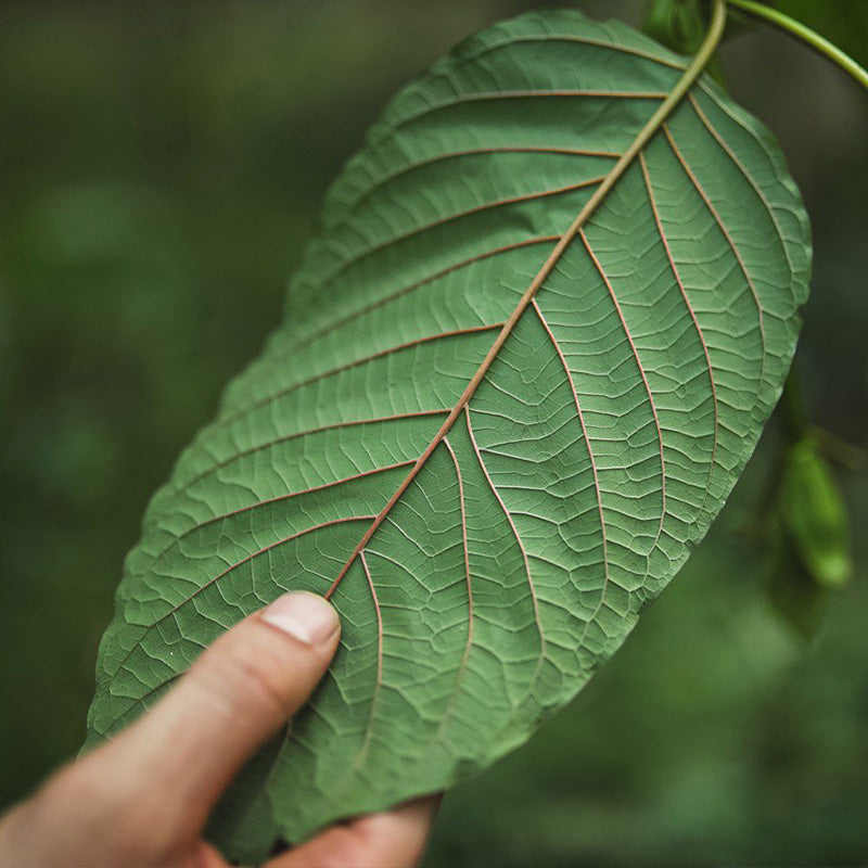 Kratomliebe: Unsere Qualitätsmerkmale