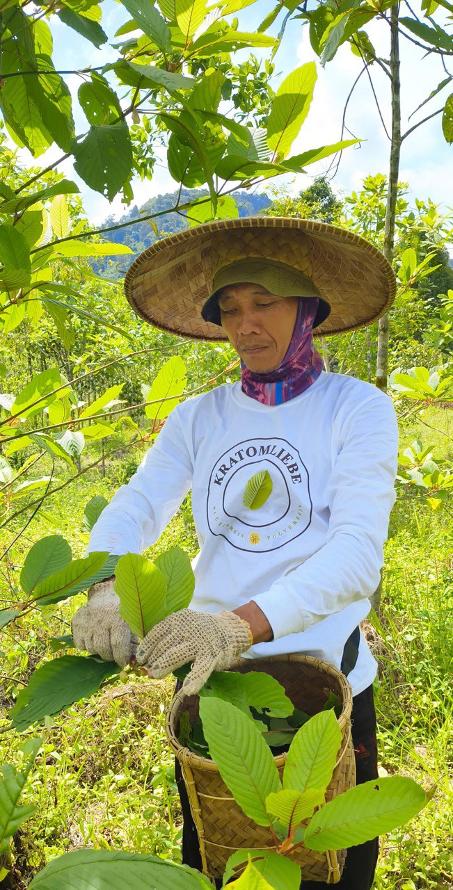 Premium Kratom ernten 